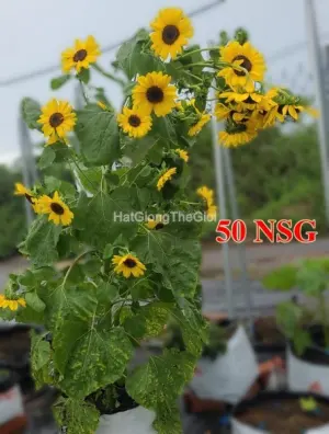 Hạt Giống Hoa Hướng Dương Tháp Cao 180cm Hendry