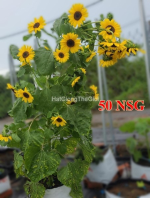 hat giong hoa huong duong thap cao 180cm hendry