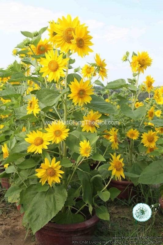 hat giong hoa huong duong thap sieu bong