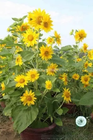 Hạt Giống Hoa Hướng Dương Tháp Siêu Bông