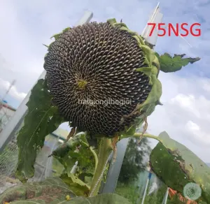 Hạt Giống Hoa Hướng Dương Thu Hạt ĐẠI