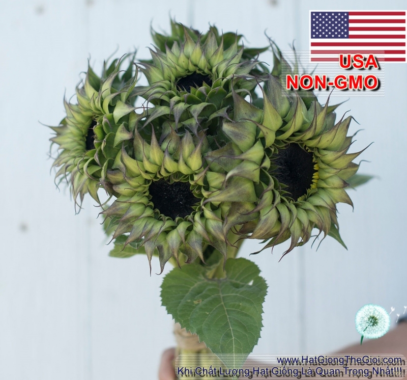 hat giong hoa huong duong tim f1   purple  helianthus annuus