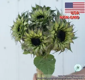 Hạt Giống Hoa Hướng Dương Tím F1 - Purple (Helianthus annuus)