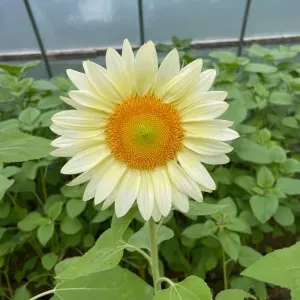 Hạt Giống Hoa Hướng Dương Trắng F1 White TG412