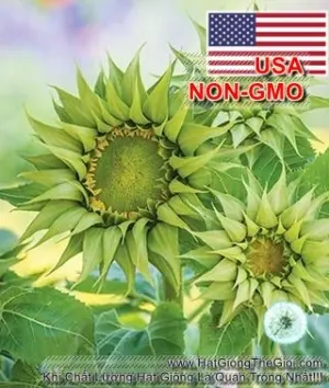 Hạt Giống Hoa Hướng Dương Xanh F1 - Green (Helianthus annuus)