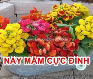 Hạt Giống Hoa Huyền Sâm Bông To Mix