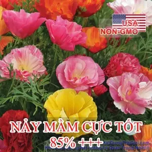 Hạt Giống Hoa Kim Anh Poppy - California Mix (Eschscholzia Californica)