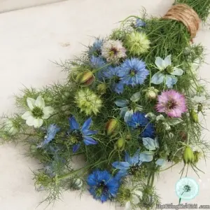 Hạt Giống Hoa Kim Cương - Tình Yêu Trong Sương (Nigella damascena)
