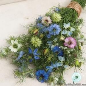 hat giong hoa kim cuong   tinh yeu trong suong  nigella damascena