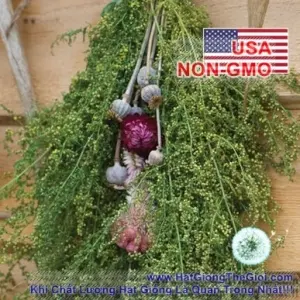 Hạt Giống Hoa Lá Đệm Artemis Annie - Sweet Annie (Artemisia annua)