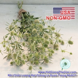 hat giong hoa nhim bien   white glitter  eryngium planum