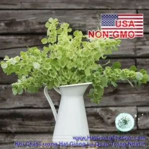 Hạt Giống Hoa Lá Đệm - Kèn Ireland (Moluccella laevis)