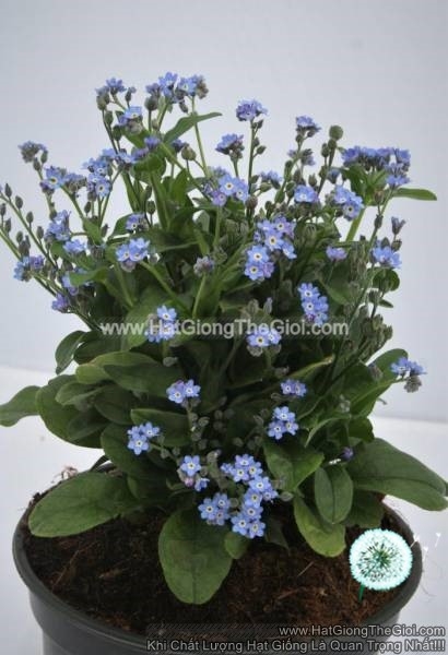hat giong hoa luu ly sieu lun tg241 blue