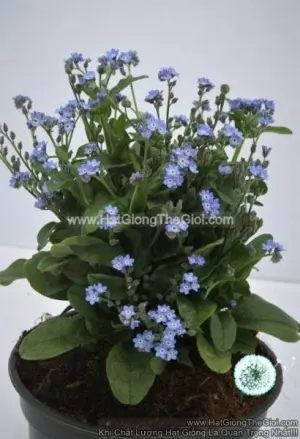 Hạt Giống Hoa Lưu Ly Siêu Lùn TG241 Blue