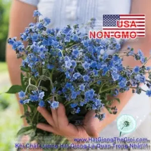 Hạt Giống Hoa Lưu Ly - Forget Me Not (Cynoglossum amabile)