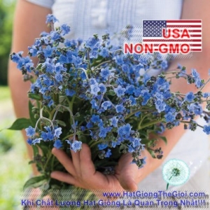 hat giong hoa luu ly   forget me not  cynoglossum amabile