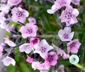Hạt Giống Hoa Lưu Ly Forget Me Not Hồng