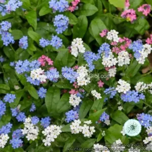 Hạt Giống Hoa Lưu Ly Forget Me Not Mix