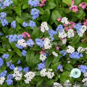 hat giong hoa luu ly forget me not mix