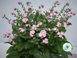 Hạt Giống Hoa Lưu Ly Siêu Lùn TG241 Pink