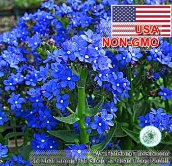 hat giong hoa luu ly sieu lun   chau phi 30cm  anchusa capensis