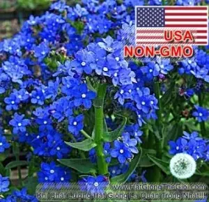 Hạt Giống Hoa Lưu Ly Siêu Lùn - Châu Phi 30cm (Anchusa capensis)