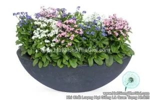 Hạt Giống Hoa Lưu Ly Siêu Lùn TG241 Mix