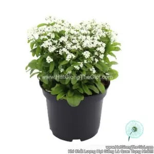 Hạt Giống Hoa Lưu Ly Siêu Lùn TG241 White