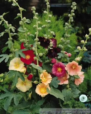 Hạt Giống Hoa Mãn Đình Hồng Đơn - Mix Nhiều Màu (Alcea rosea)