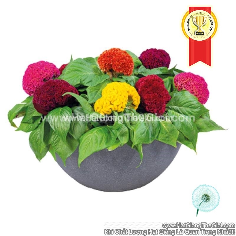 hat giong hoa mao ga bua brainiac f1pro mix mau