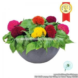 hat giong hoa mao ga bua brainiac f1pro mix mau