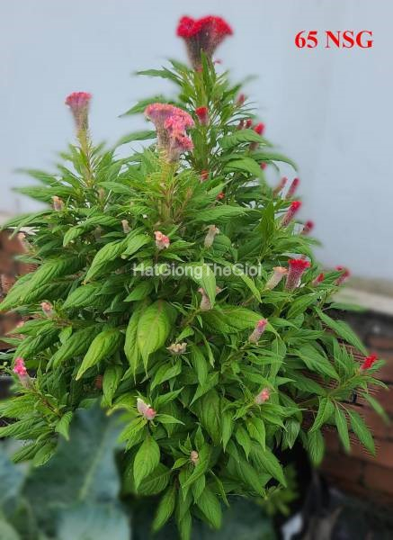 hat giong hoa mao ga bua   mix nhieu mau  celosia