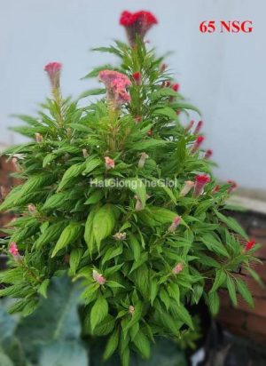 hat giong hoa mao ga bua   mix nhieu mau  celosia