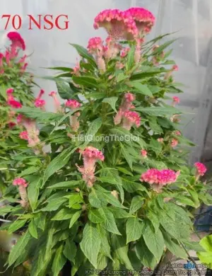 Hạt Giống Hoa Mào Gà Búa Pink F1 TG426