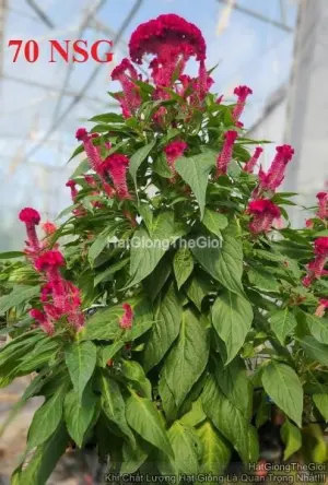 Hạt Giống Hoa Mào Gà Búa Red F1 TG426