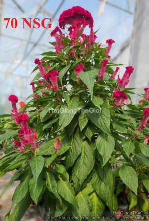 hat giong hoa mao ga bua red f1 tg426
