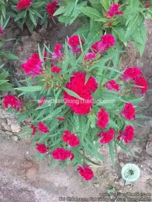 Hạt Giống Hoa Mào Gà Búa Trồng Chậu Deep Red