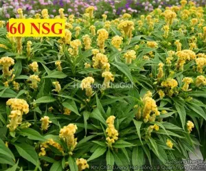 Hạt Giống Hoa Mào Gà Búa Yellow F1 TG426
