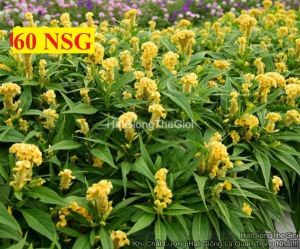 hat giong hoa mao ga bua yellow f1 tg426