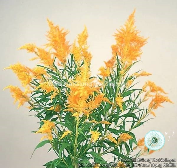hat giong hoa mao ga lua cat canh tg263 gold