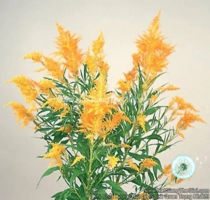 hat giong hoa mao ga lua cat canh tg263 gold