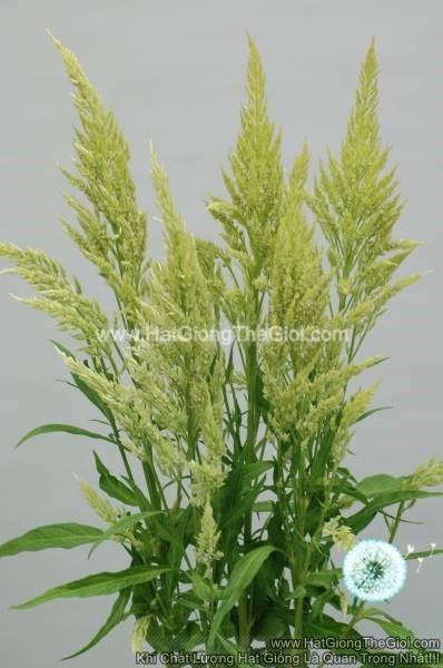 hat giong hoa mao ga lua cat canh tg263 green