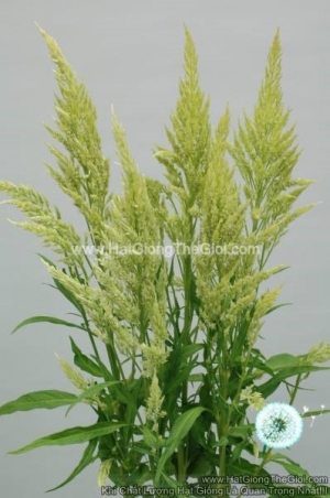 hat giong hoa mao ga lua cat canh tg263 green