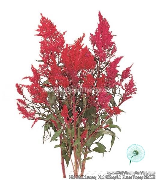 hat giong hoa mao ga lua cat canh tg263 red
