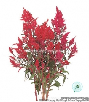 hat giong hoa mao ga lua cat canh tg263 red