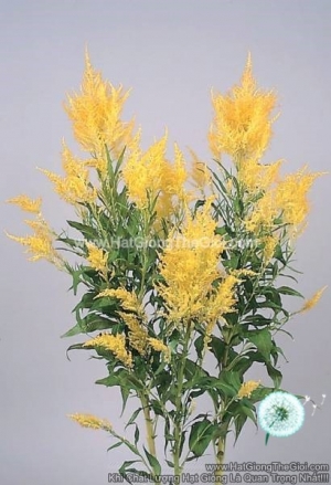 hat giong hoa mao ga lua cat canh tg263 yellow