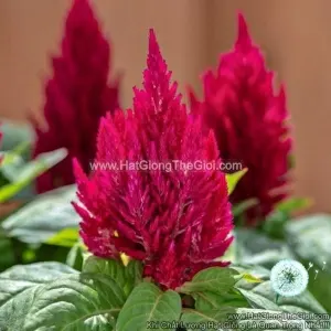 Hạt Giống Hoa Mào Gà Lửa Lùn 20cm KIMONO Cherry Red