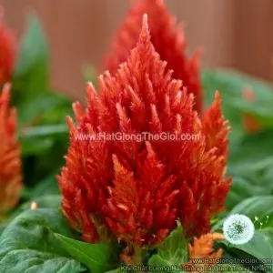 Hạt Giống Hoa Mào Gà Lửa Lùn 20cm KIMONO Orange