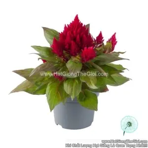 Hạt Giống Hoa Mào Gà Lửa Lùn 20cm KIMONO Red