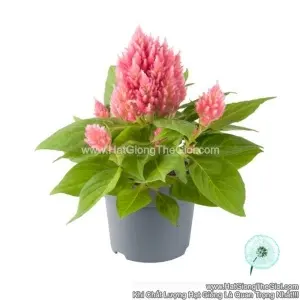 Hạt Giống Hoa Mào Gà Lửa Lùn 20cm KIMONO Salmon Pink